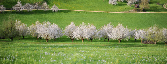 Frühling