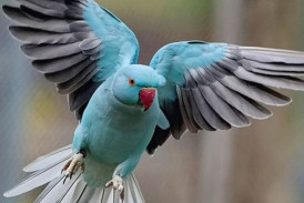 Vogelpark Ambigua - Jahresprogramm 2026